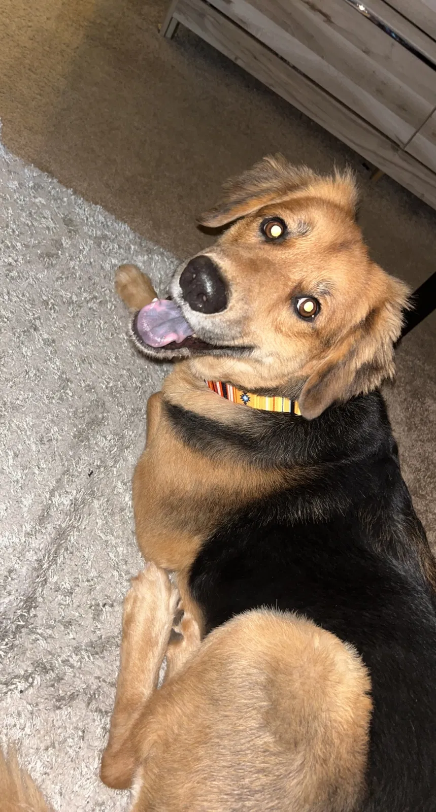 Lost dog in Charlotte, NC, 28212