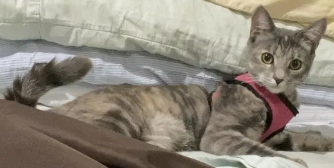 Lost cat in Tampa, FL, 33604
