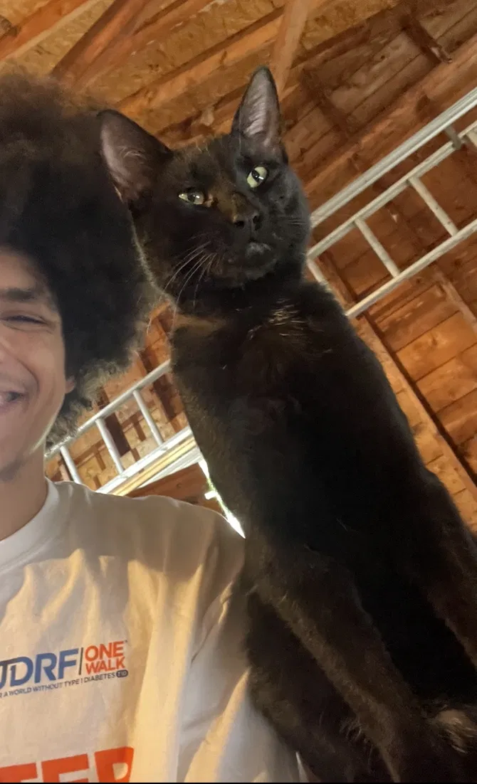 Lost cat in Rochester, NY, 14624