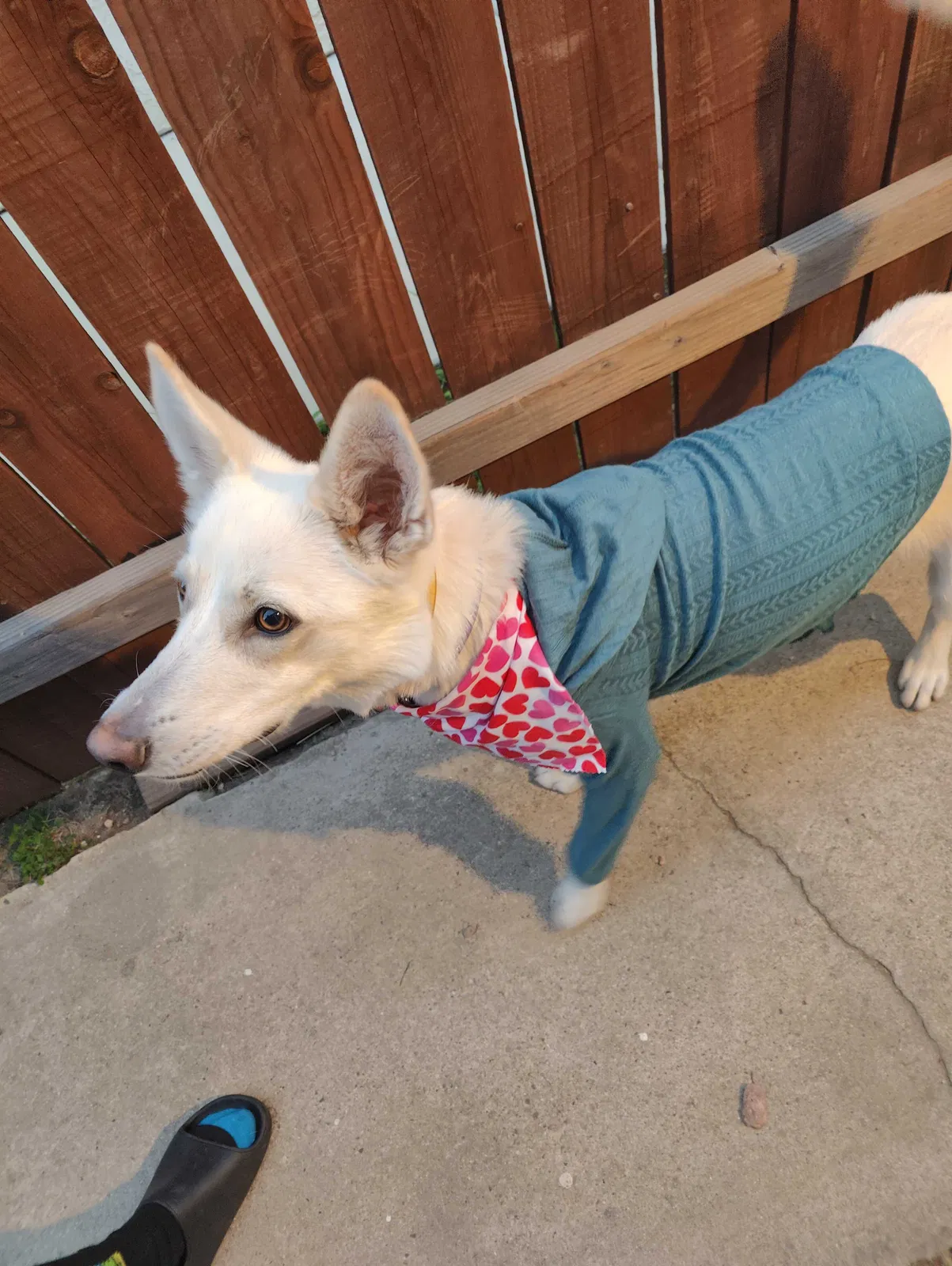 Lost dog in Rancho Cucamonga, CA, 91739