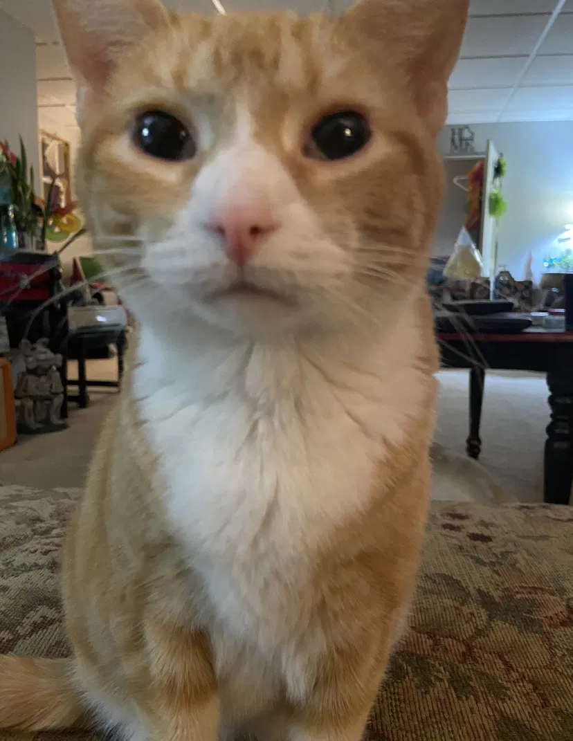 Lost cat in Griffith, IN, 46319