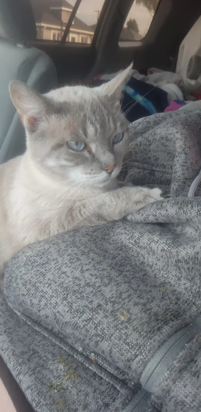 Lost cat in Salt Lake City, UT, 84115