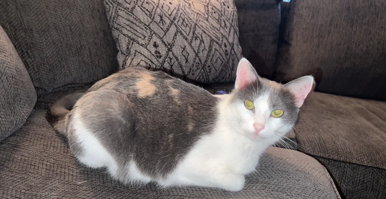 Lost cat in Granbury, TX, 76049