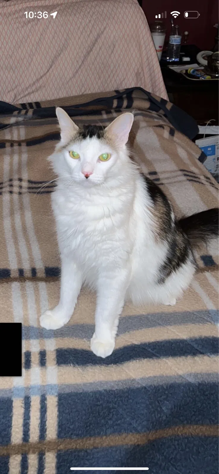 Lost cat in Waterbury, CT, 6706