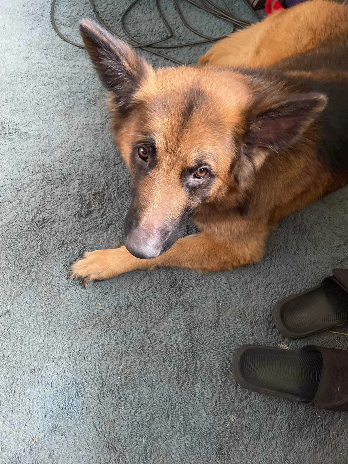 Lost dog in Eagle Creek, OR, 97022