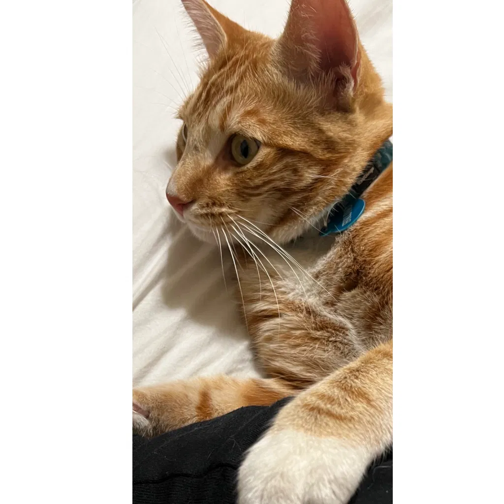 Lost cat in San Leandro, CA, 94577