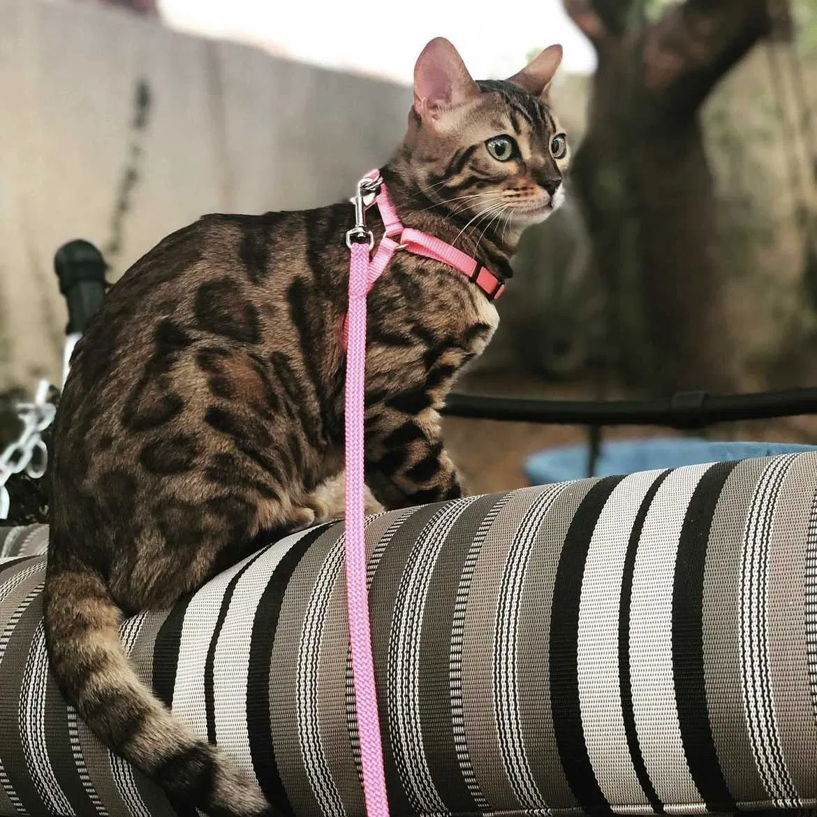 Lost cat in Las Vegas, NV, 89139