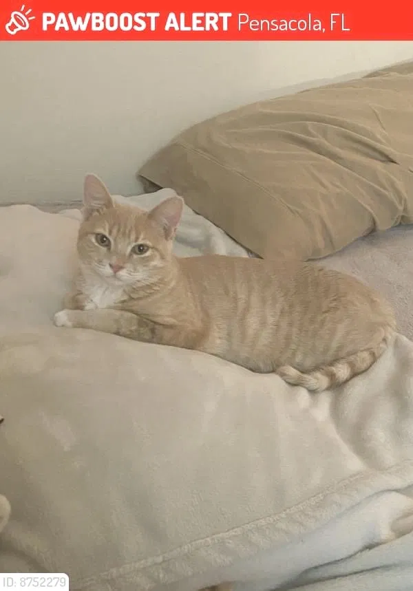 Lost cat in Pensacola, FL, 32506