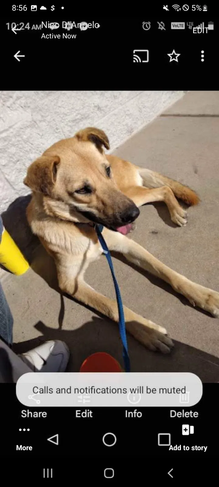 Lost dog in Oklahoma City, OK, 73160