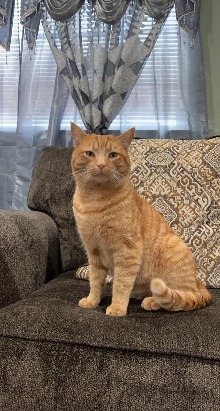 Lost cat in Lodi, CA, 95242