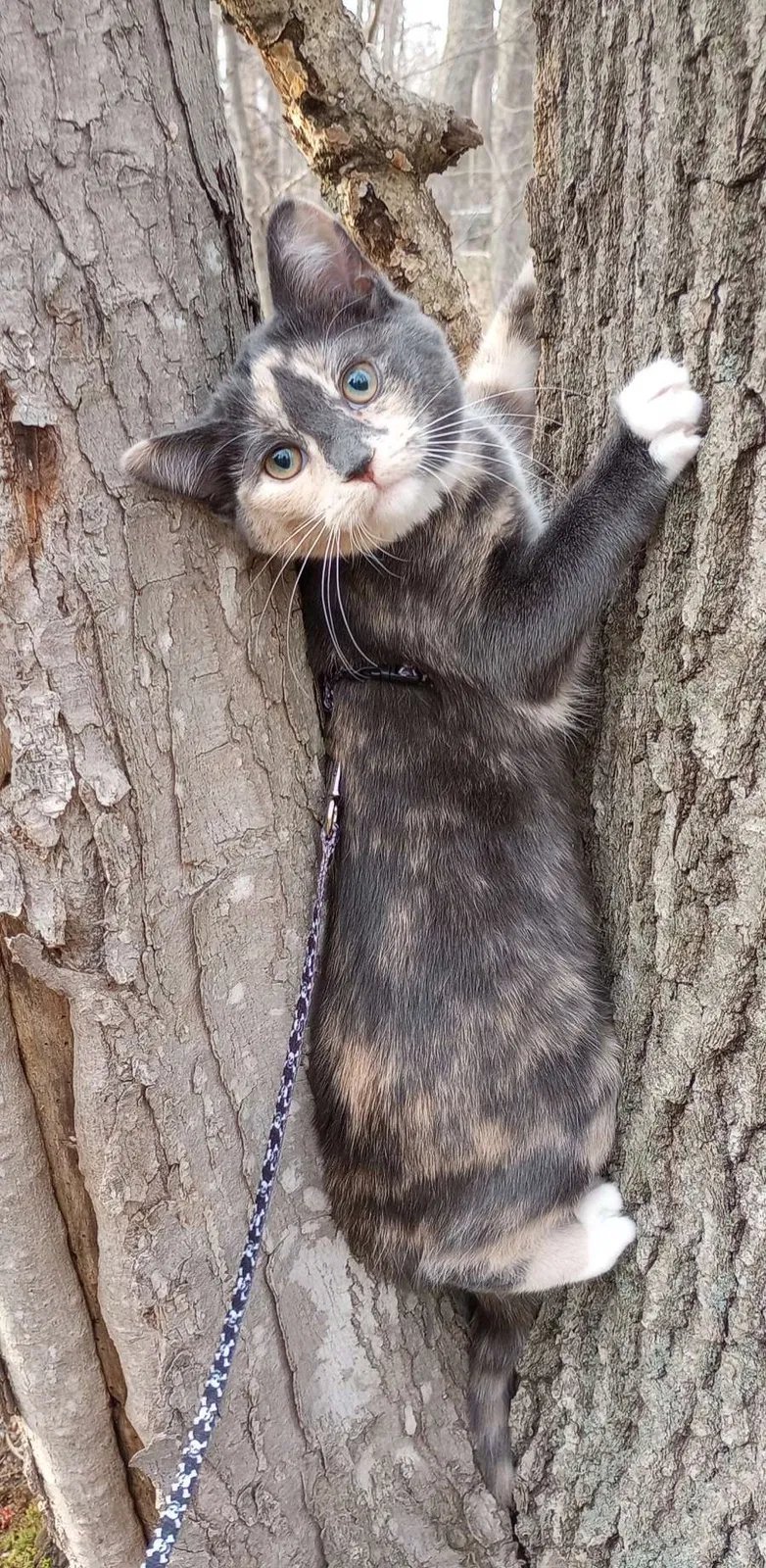 Lost cat in Grand Rapids, MI, 49548