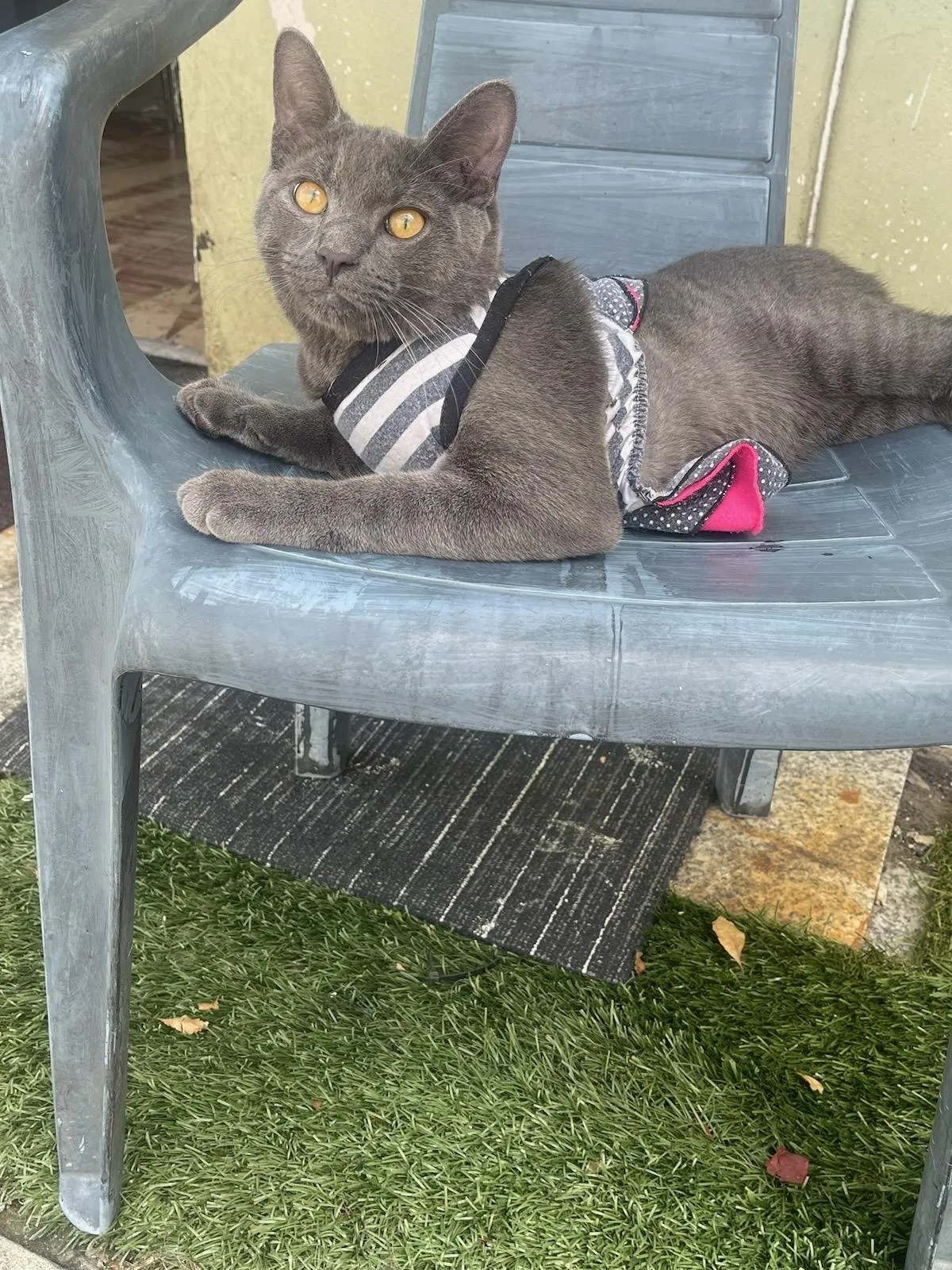 Lost cat in Hialeah, FL, 33012