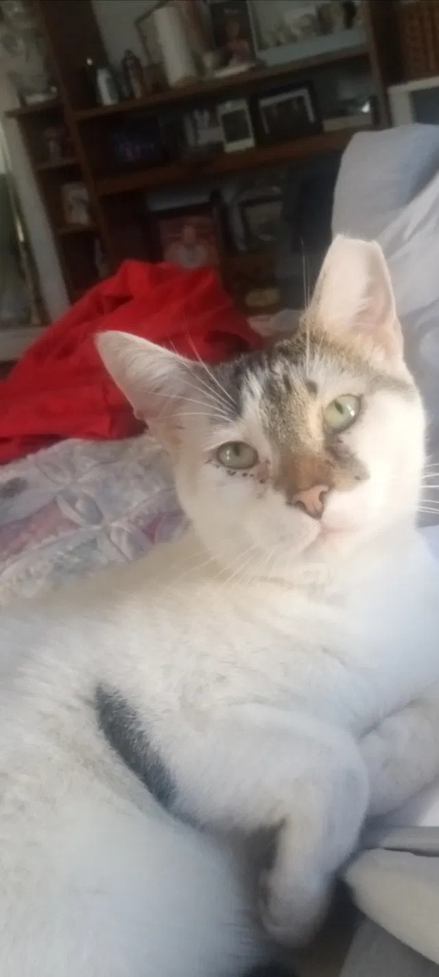 Lost cat in Richmond, IN, 47374