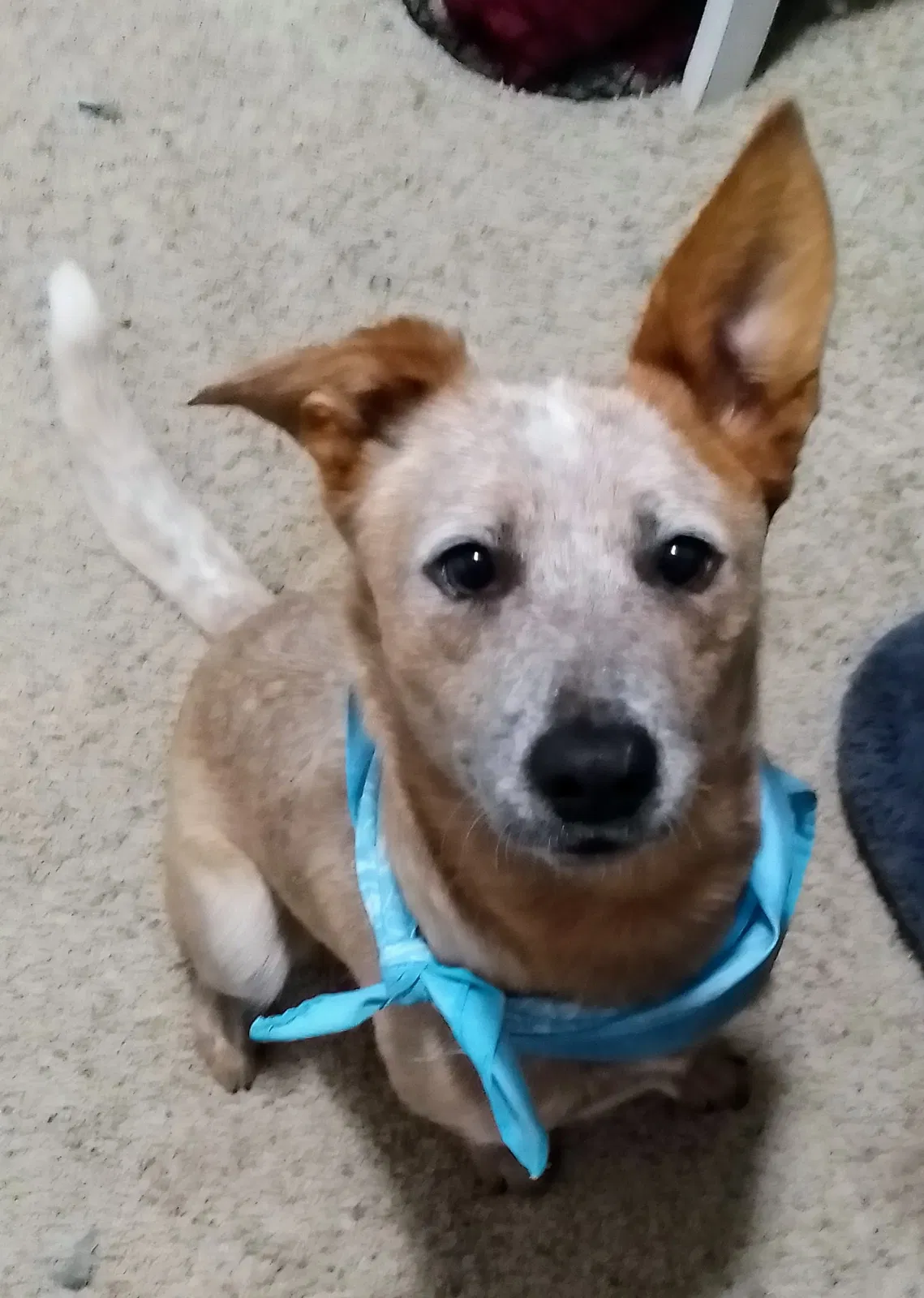 Lost dog in Wellsville, UT, 84339