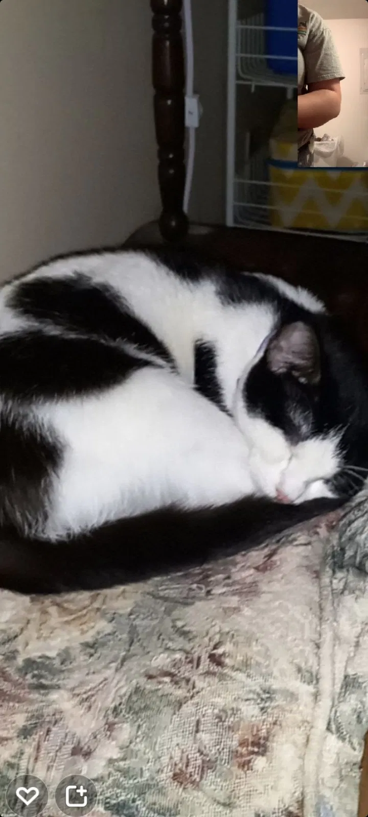 Lost cat in Fulton, MO, 65251