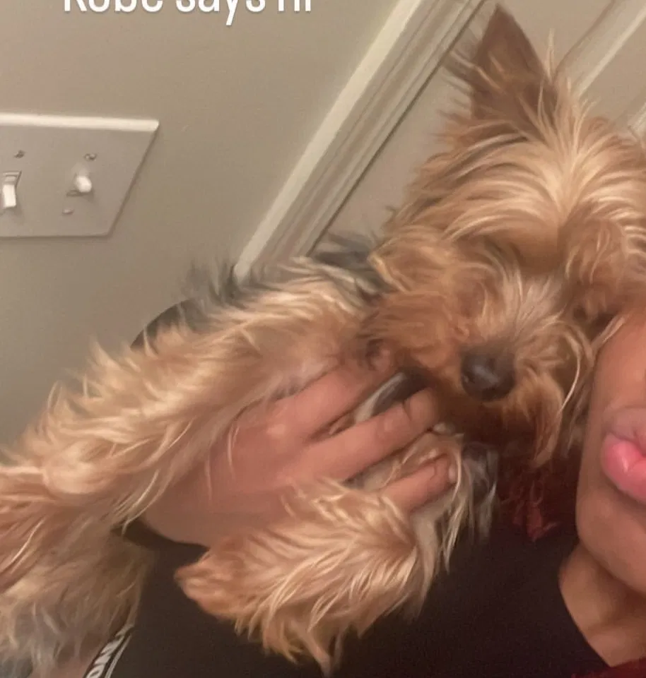 Lost dog in Greensboro, NC, 27403