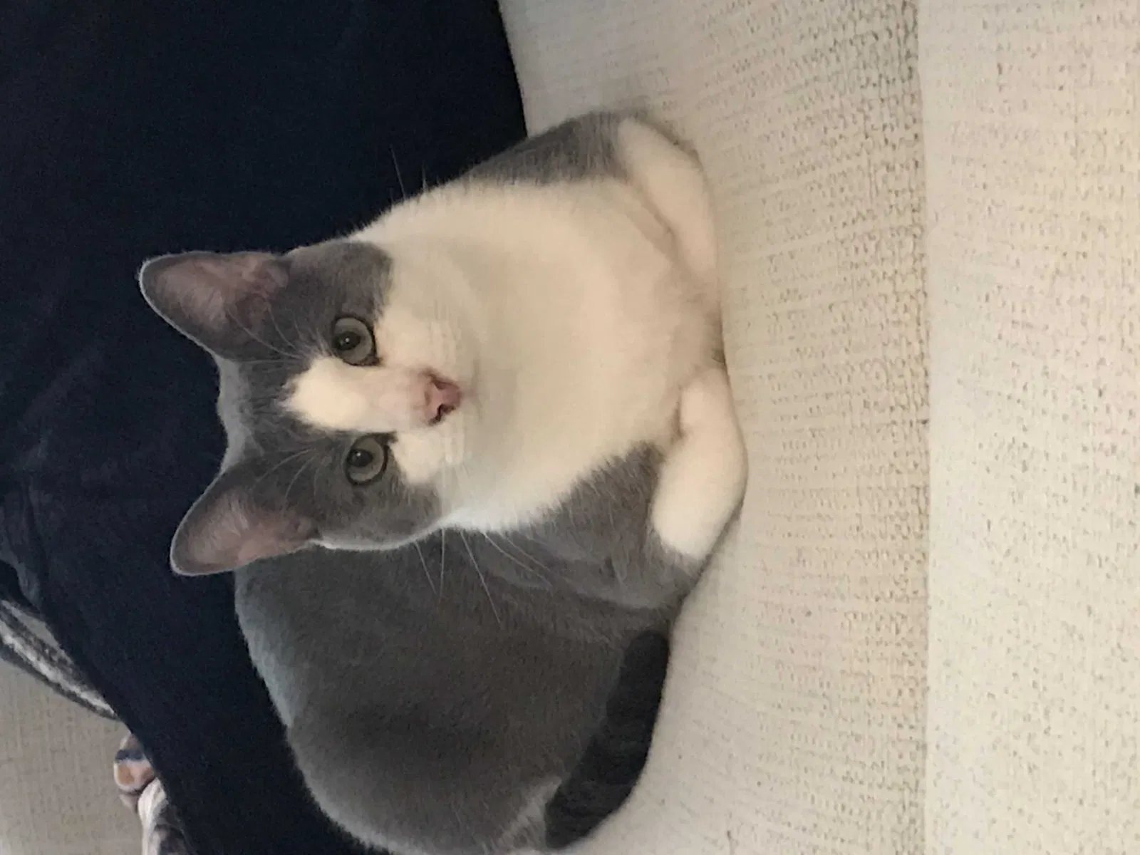 Lost cat in Burlington, NC, 27215