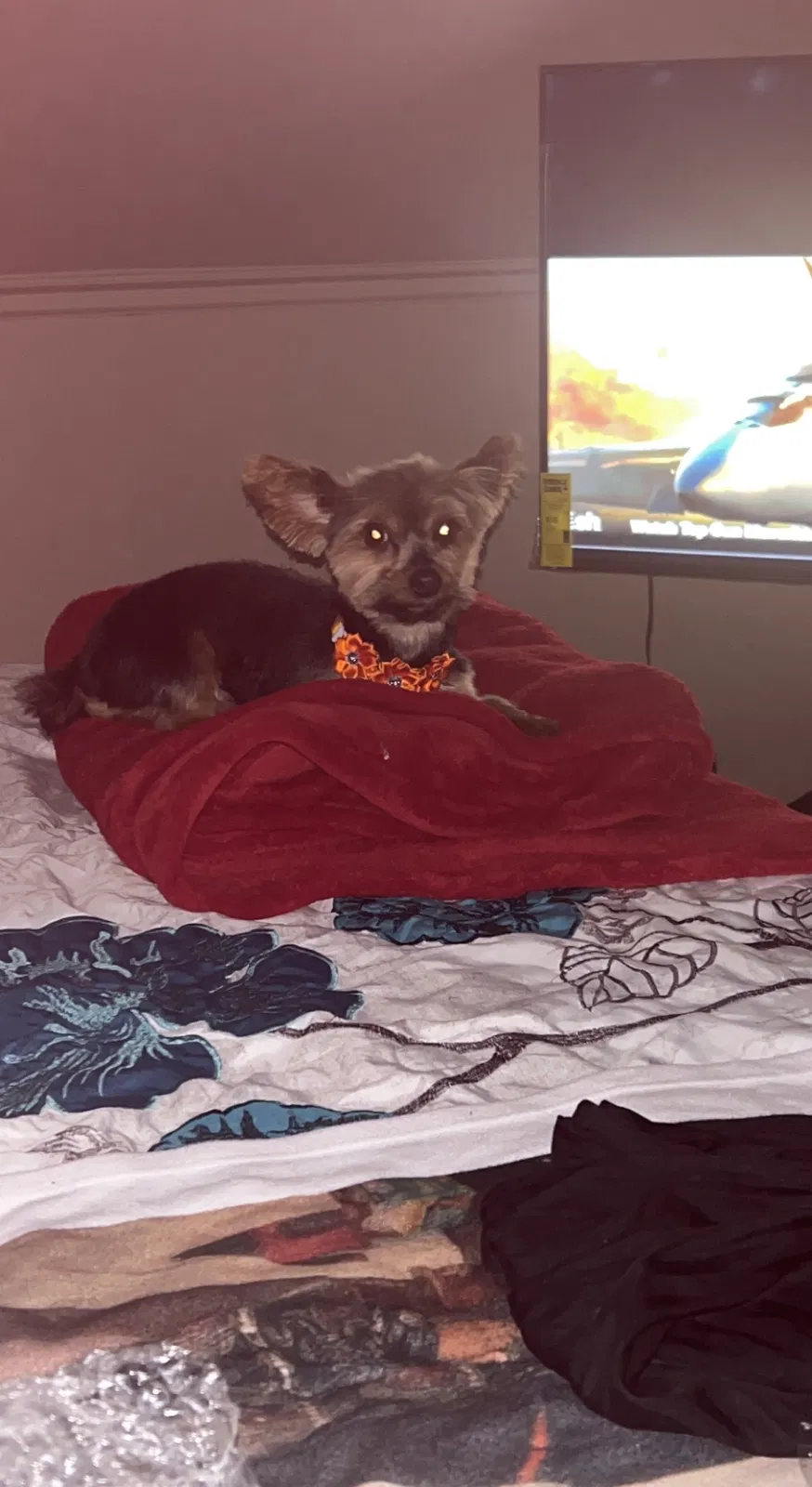 Lost dog in Chicago, IL, 60619