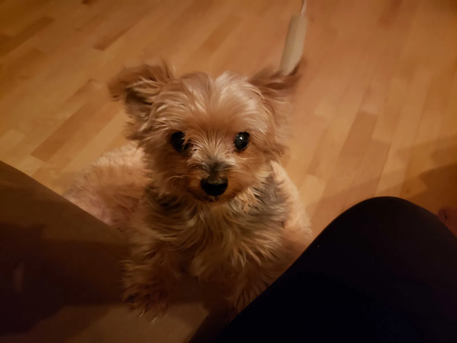 Lost dog in Princeton, MN, 55371
