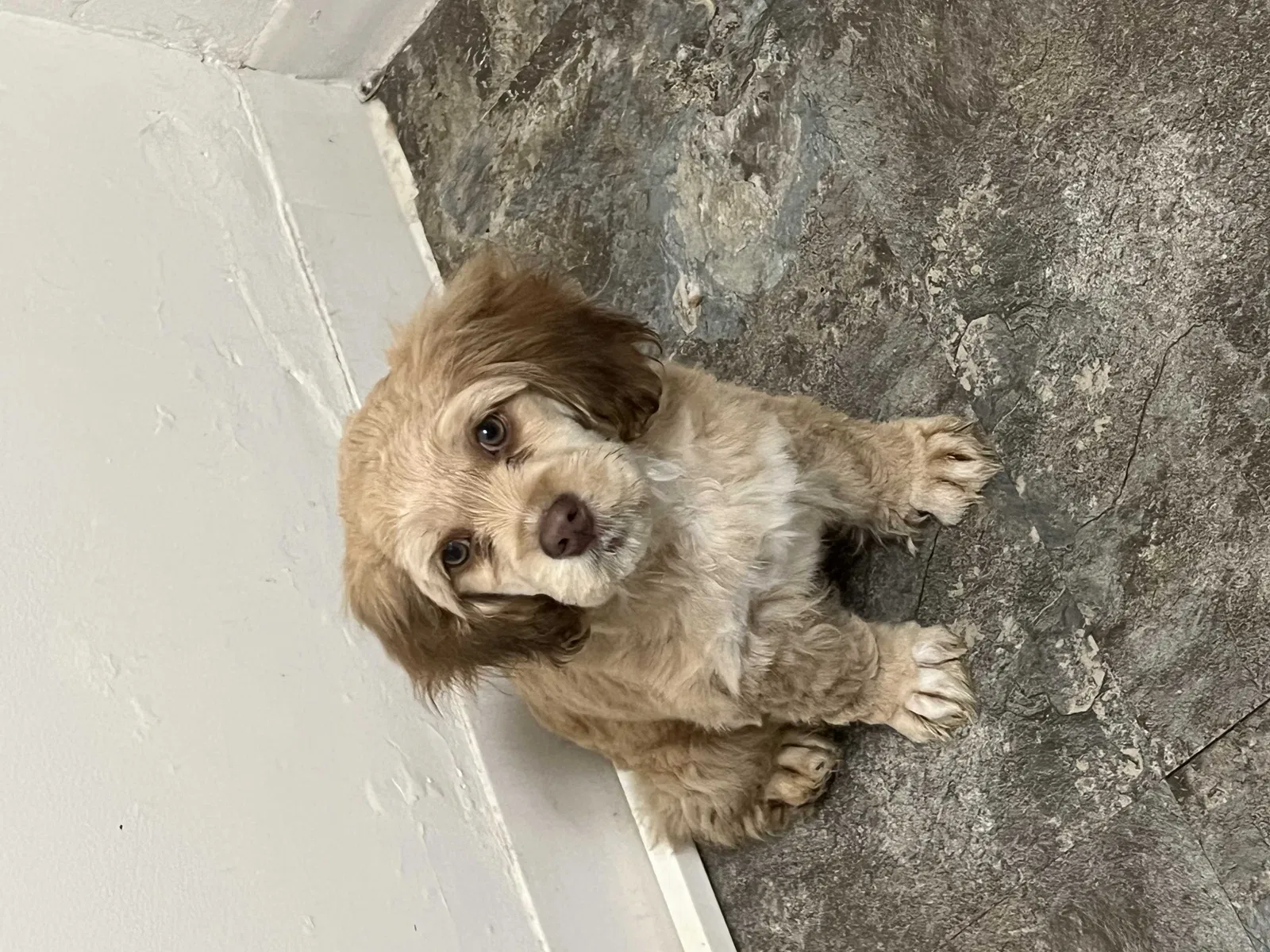 Lost dog in Saint Louis, MO, 63130