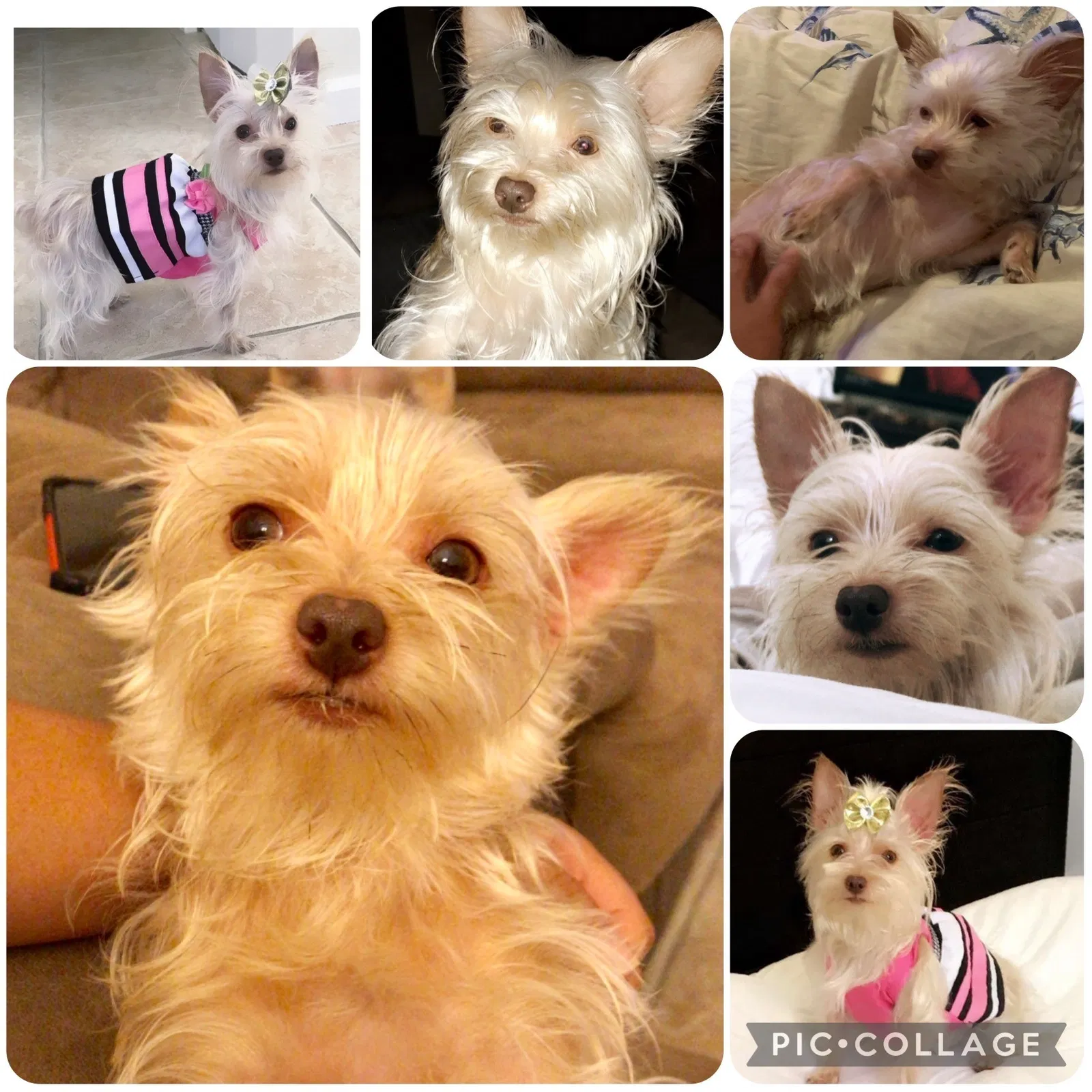 Lost dog in Homestead, FL, 33033