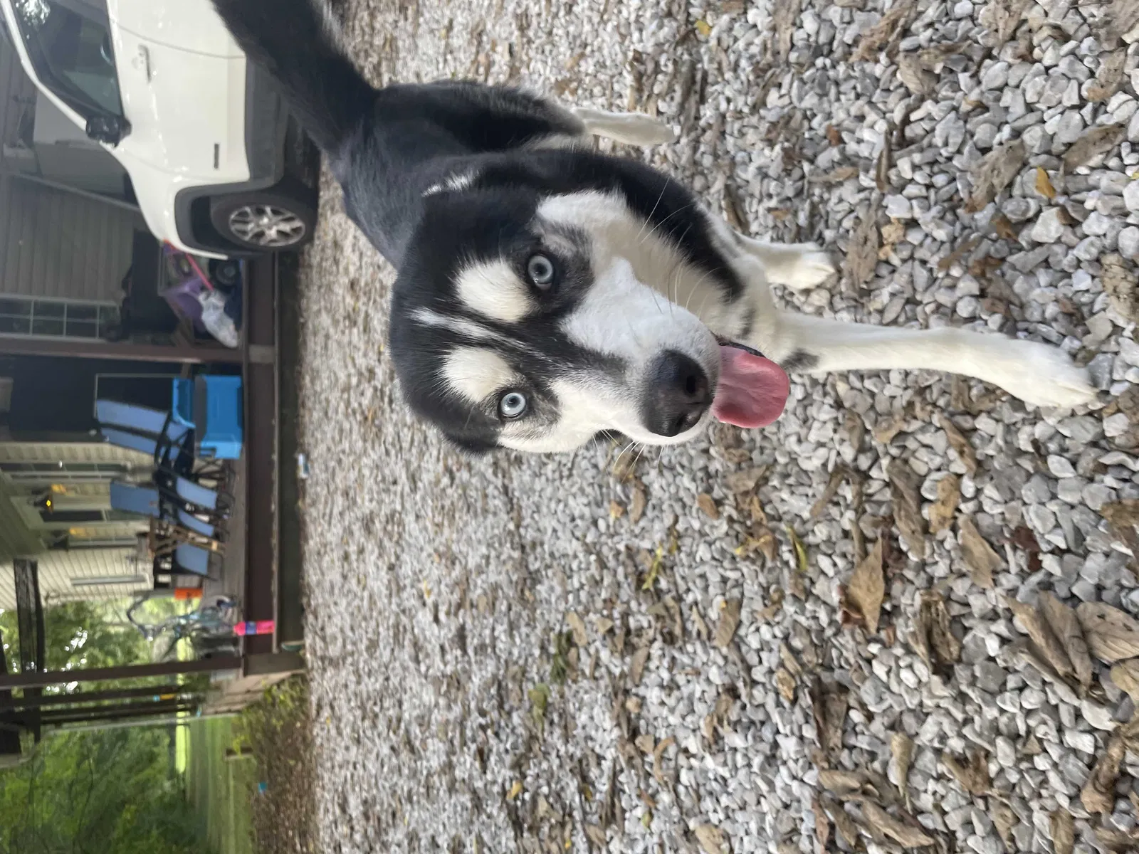 Lost dog in Lockbourne, OH, 43137