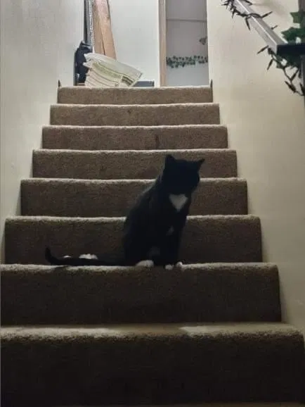 Lost cat in Salem, OR, 97303