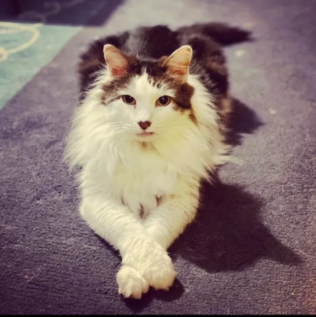 Lost cat in Santa Barbara, CA, 93101