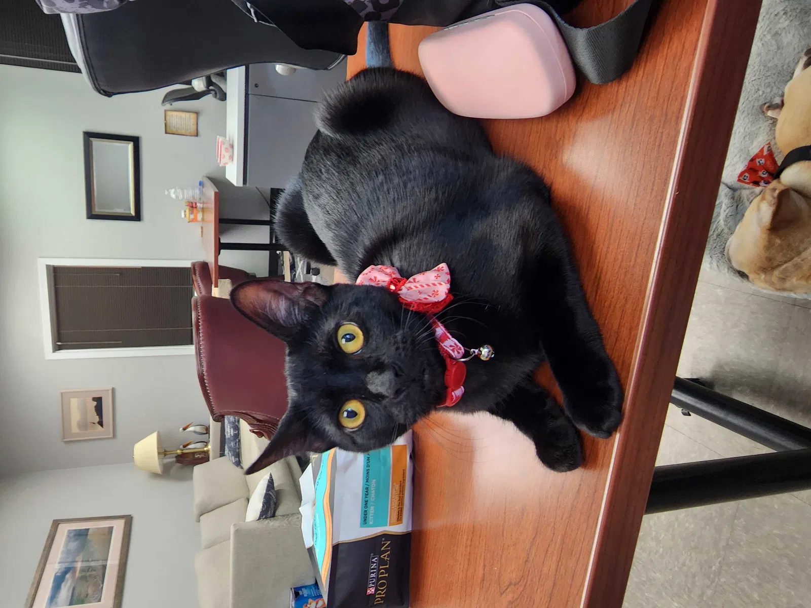 Lost cat in Dallas, TX, 75254