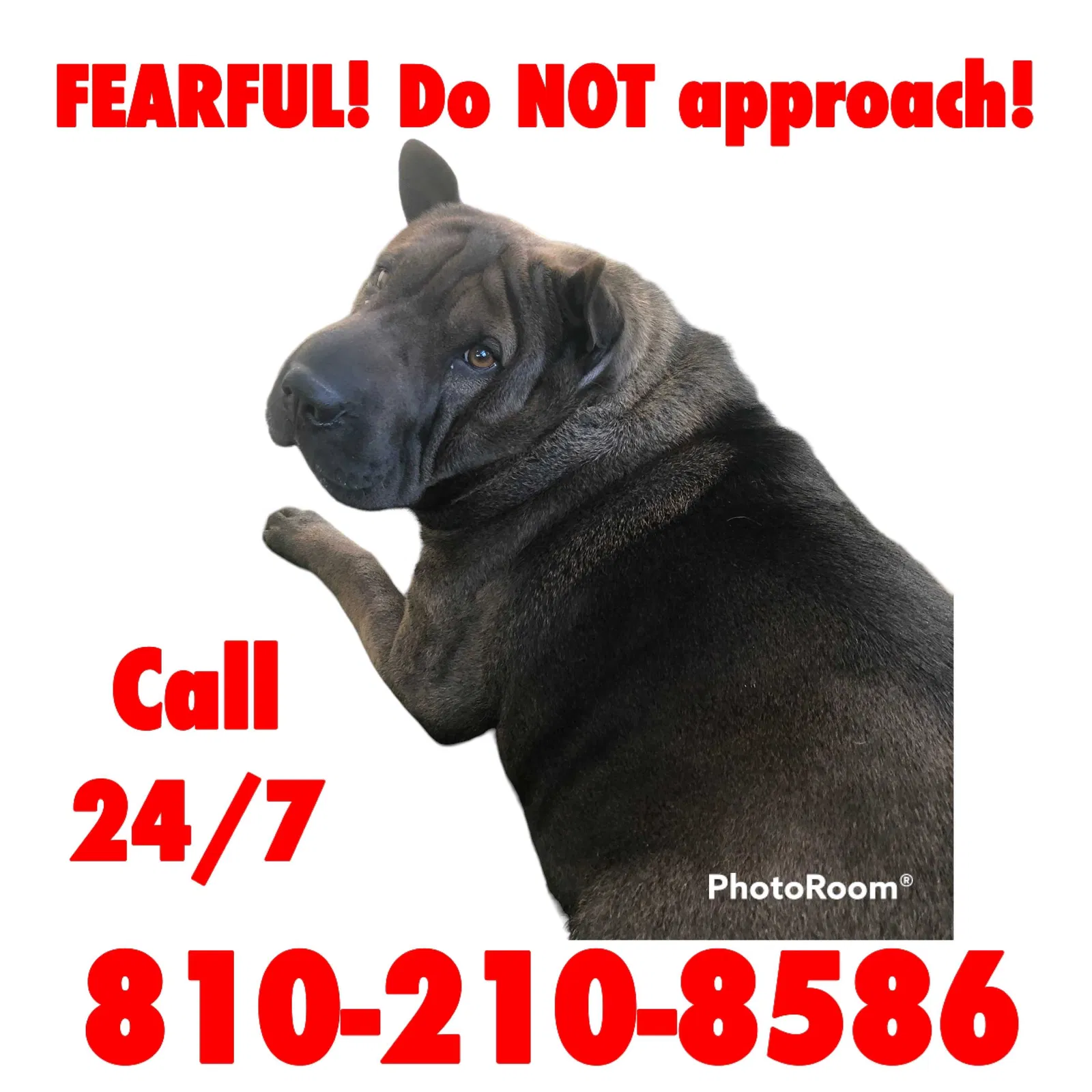 Lost dog in Gaines, MI, 48436