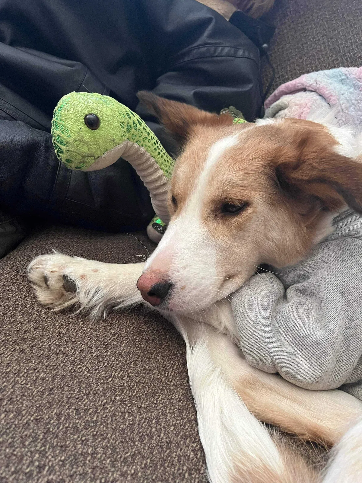 Lost dog in Detroit, MI, 48210