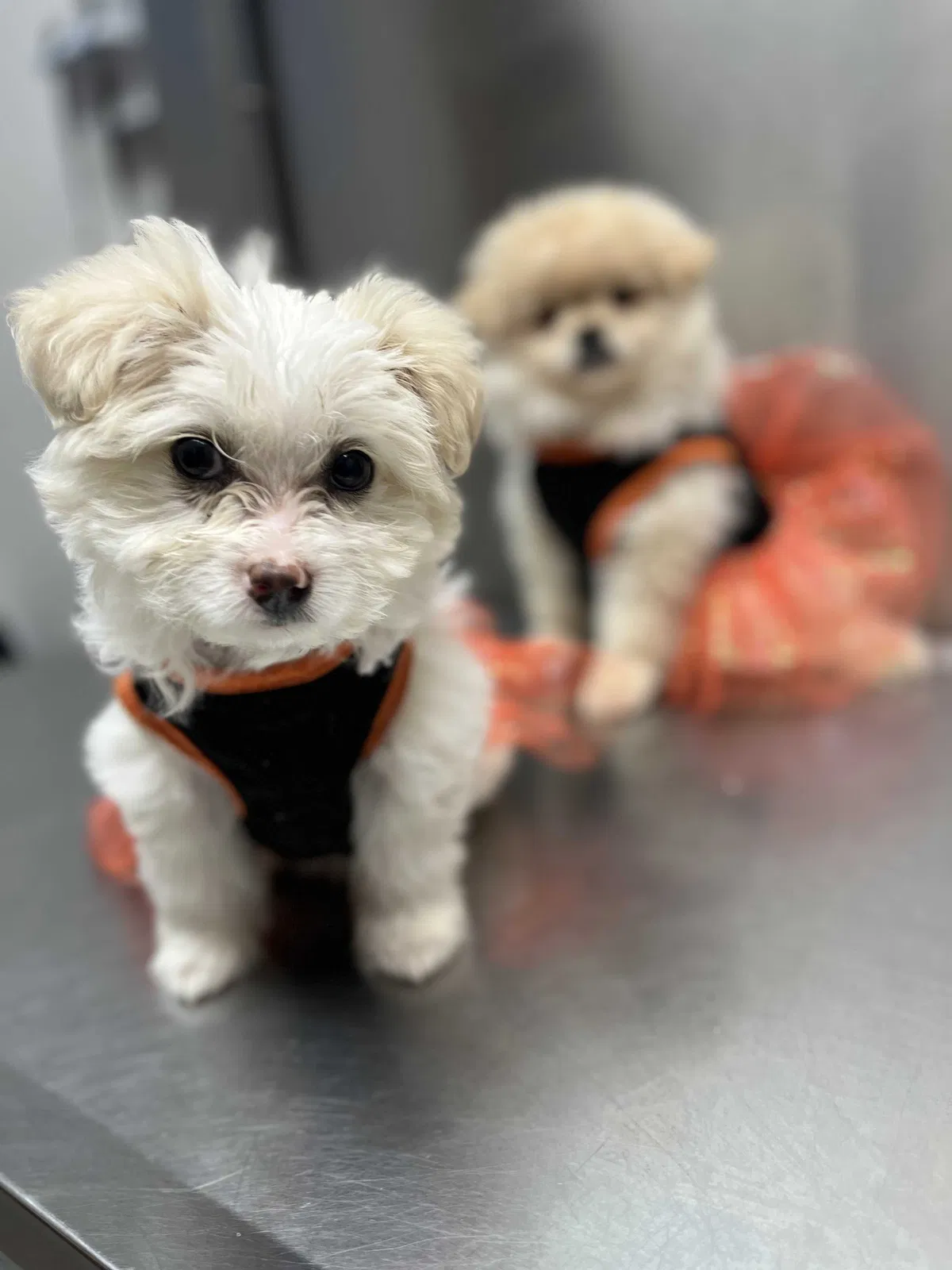 Lost dog in Whittier, CA, 90601