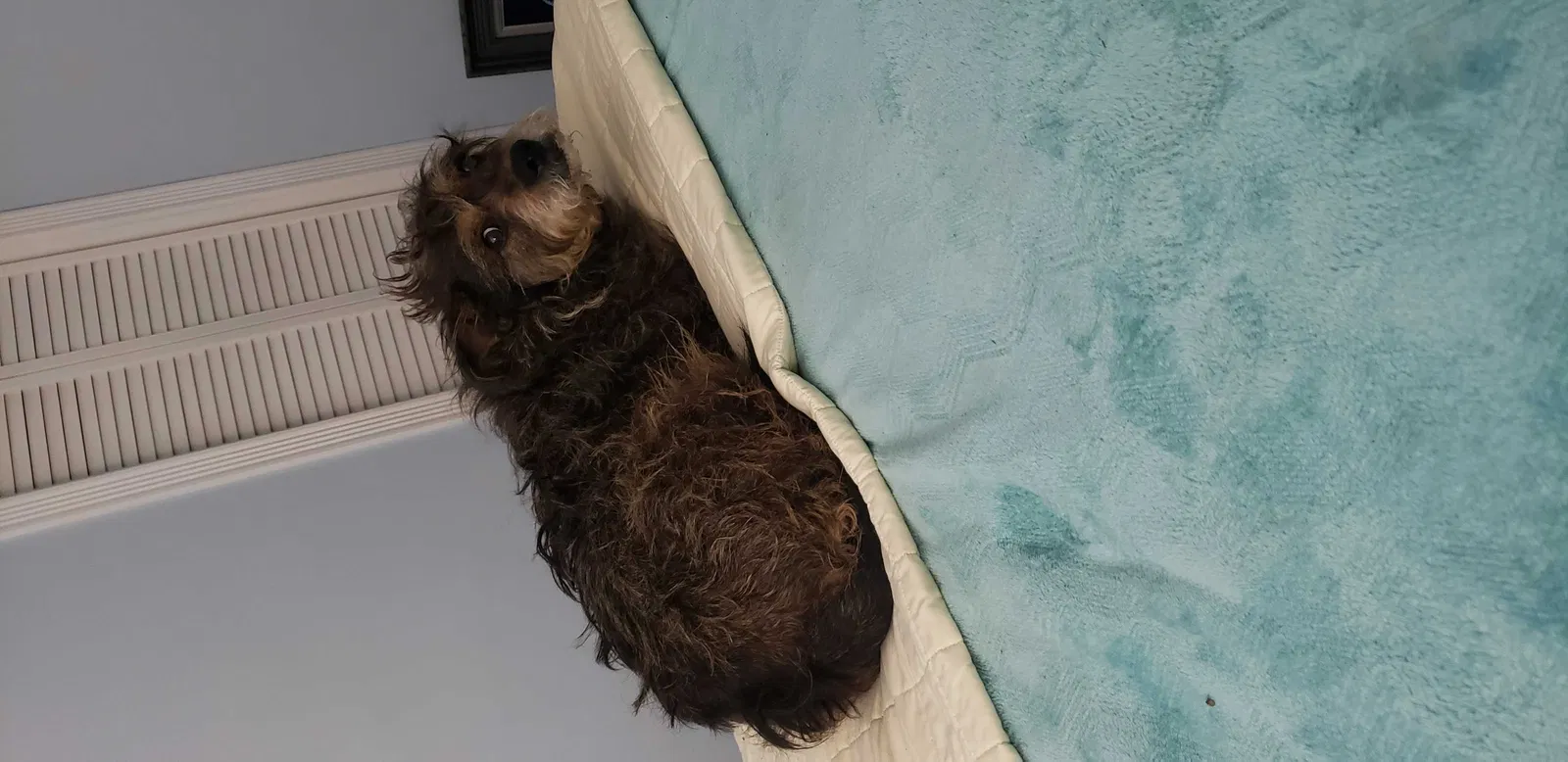 Lost dog in Hamilton, OH, 45013