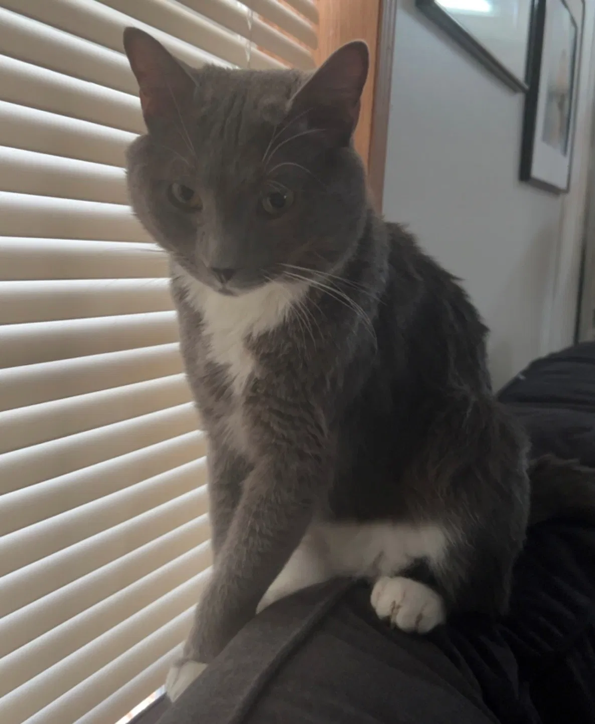 Lost cat in North Stonington, CT, 6359