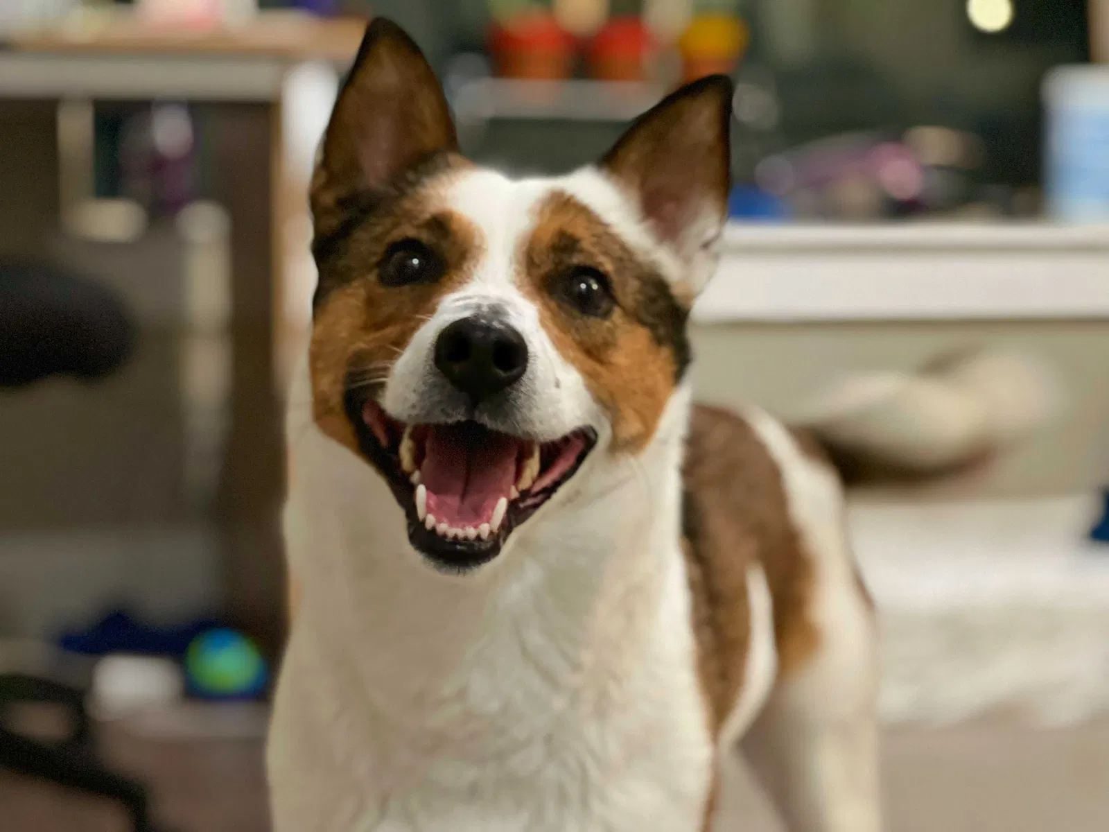 Lost dog in Coltons Point, MD, 20626