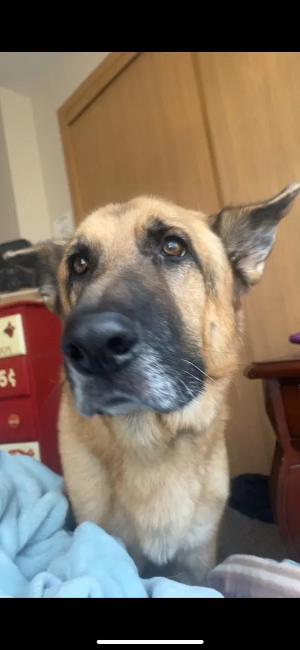Lost dog in Ozark, MO, 65721
