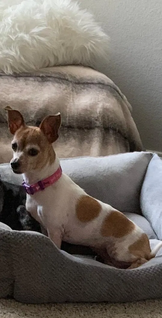Lost dog in Plano, TX, 75025