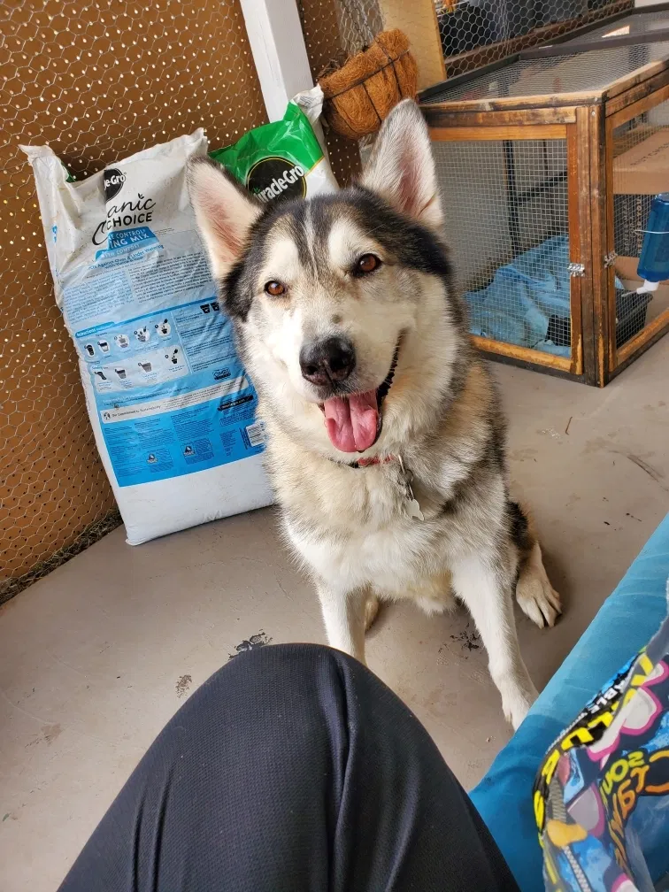 Lost dog in Tucson, AZ, 85713