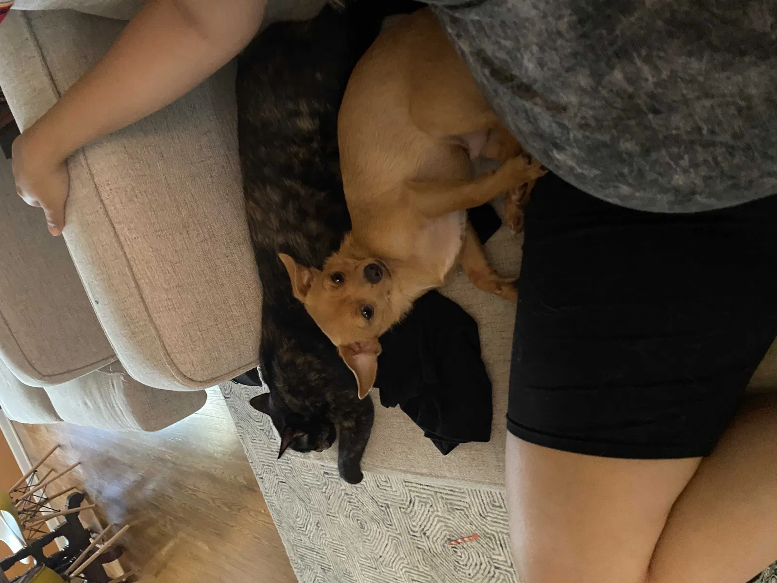 Lost dog in Oklahoma City, OK, 73112