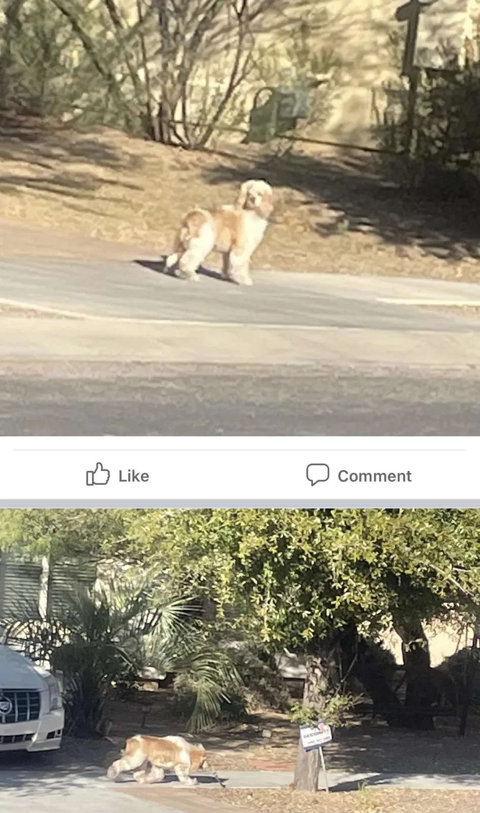 Lost dog in Sahuarita, AZ, 85629