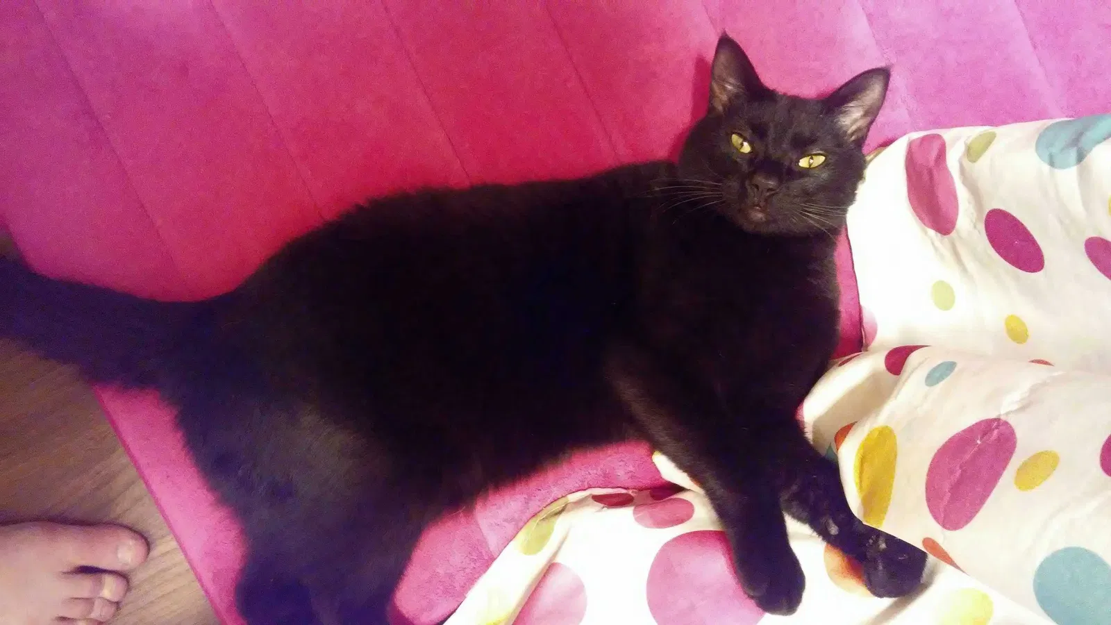 Lost cat in Pembroke, KY, 42266