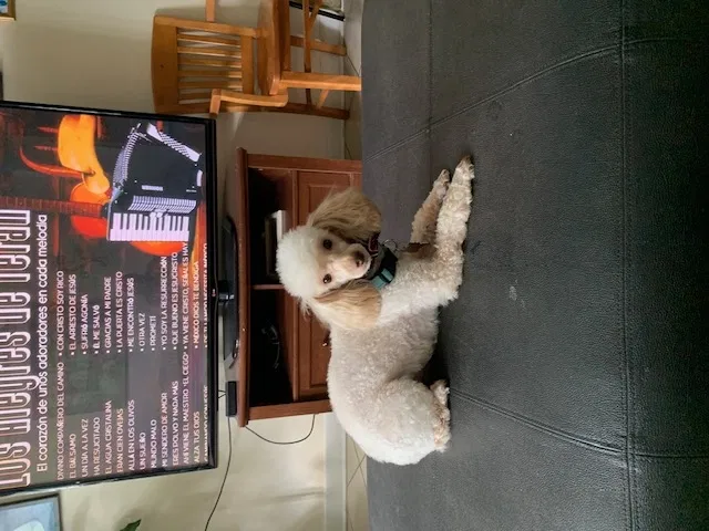 Lost dog in Chicago, IL, 60639