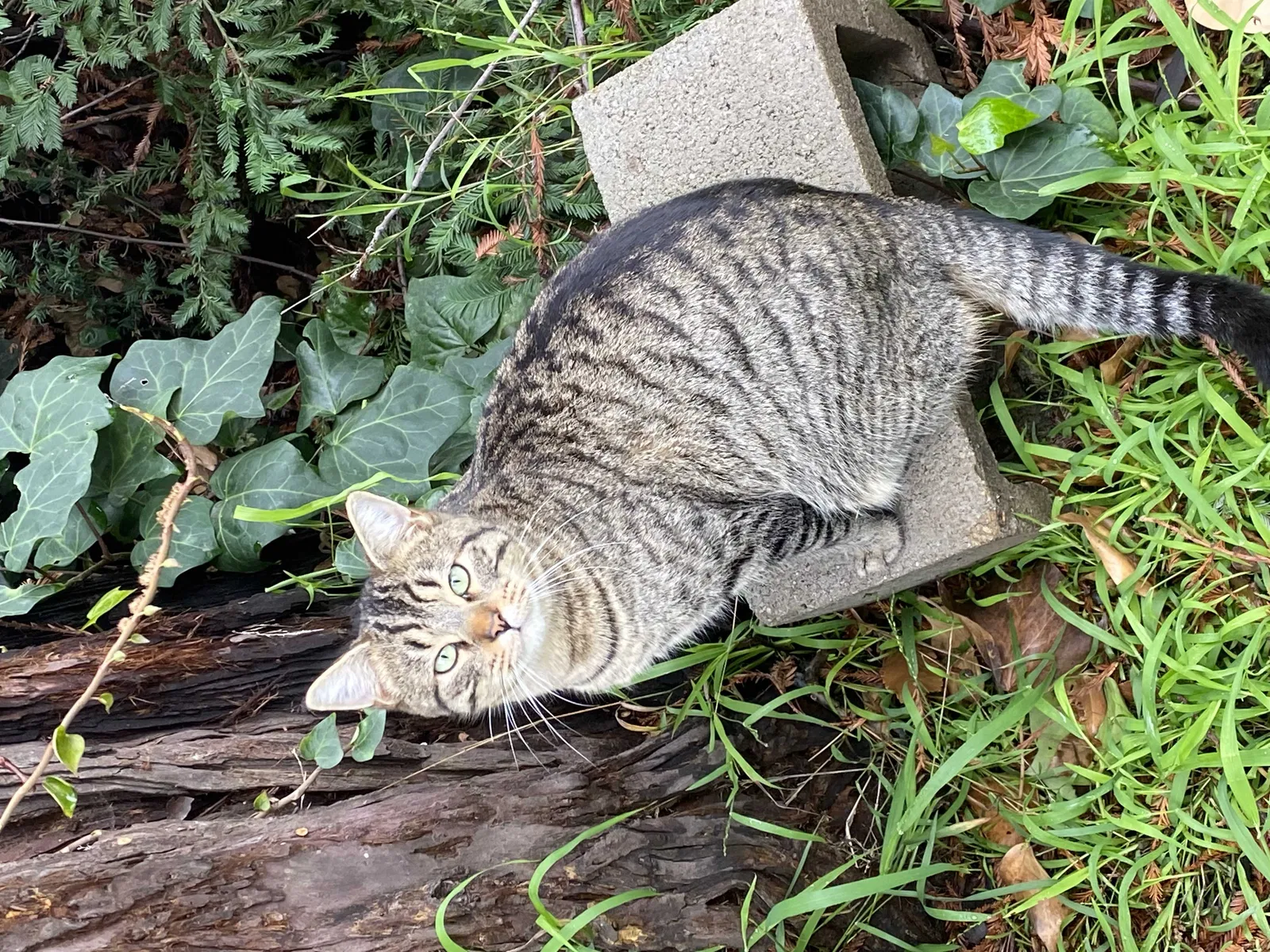 Lost cat in Hayward, CA, 94542