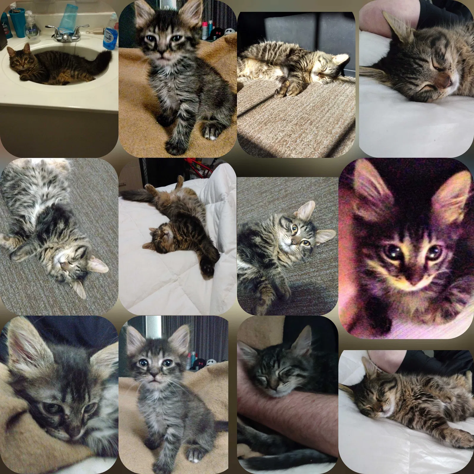 Lost cat in La Fayette, GA, 30728