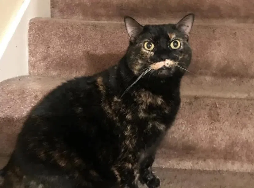 Lost cat in Spring Hill, TN, 37174