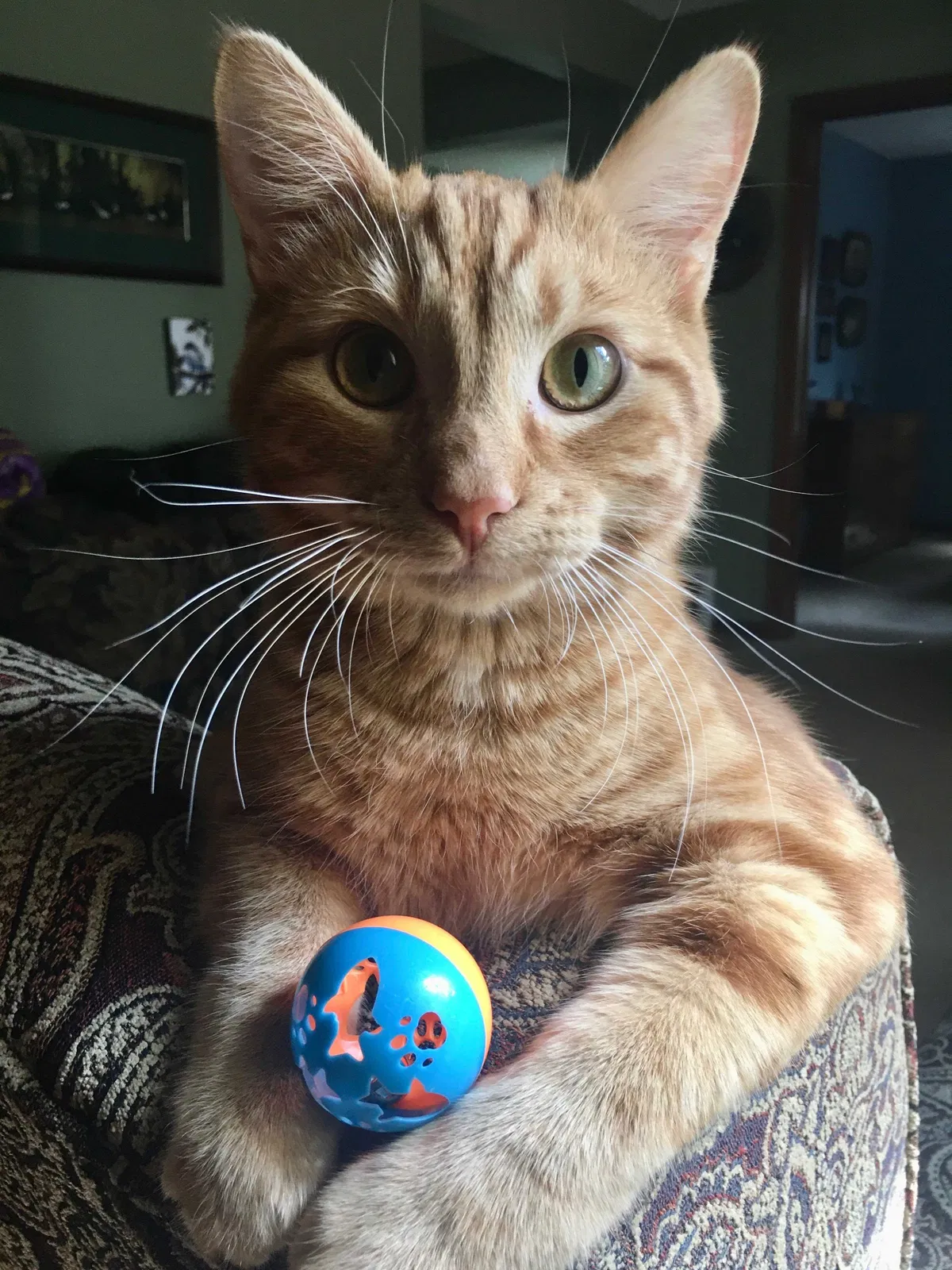 Lost cat in Des Moines, IA, 50311