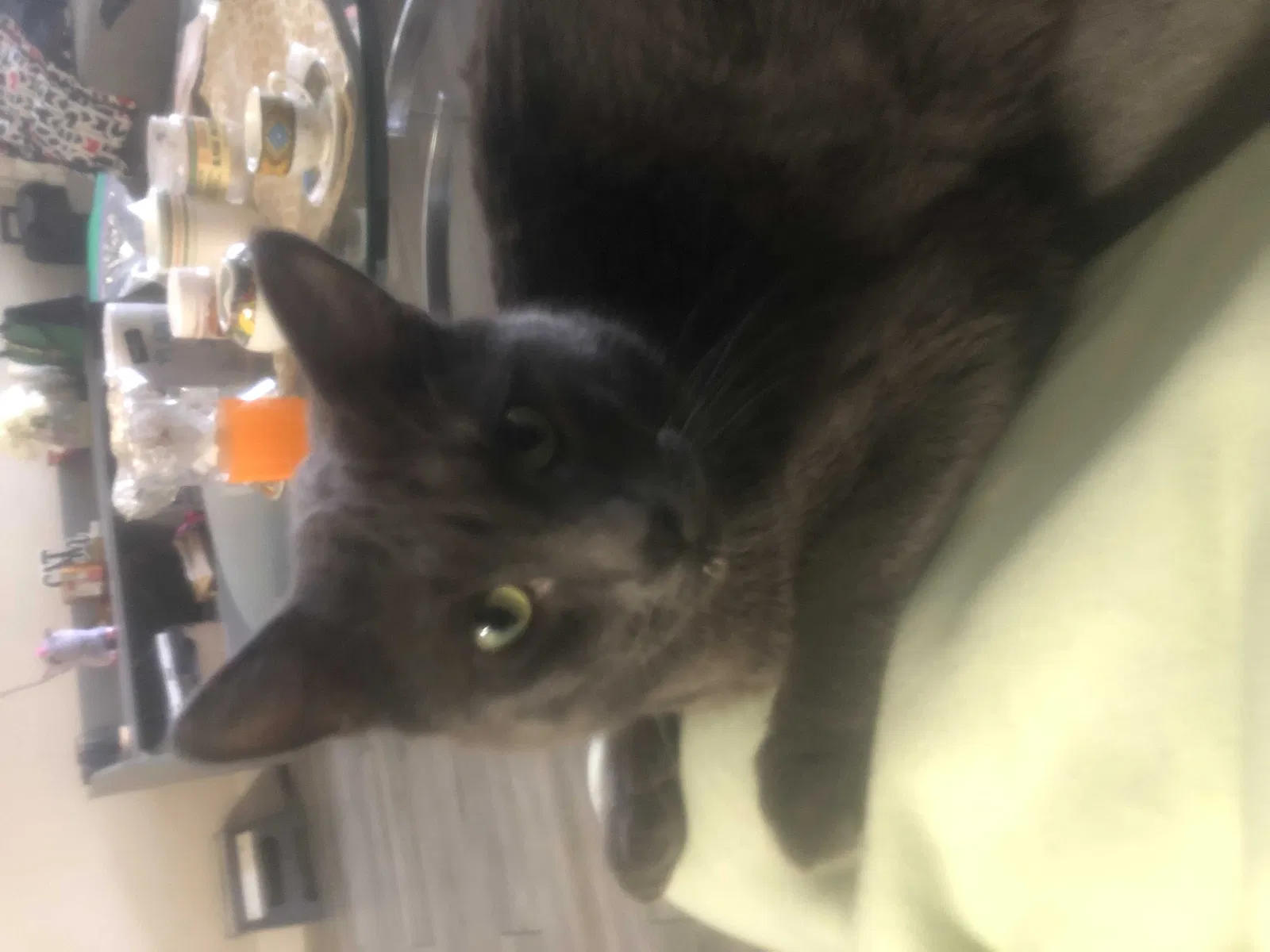 Lost cat in Las Vegas, NV, 89103