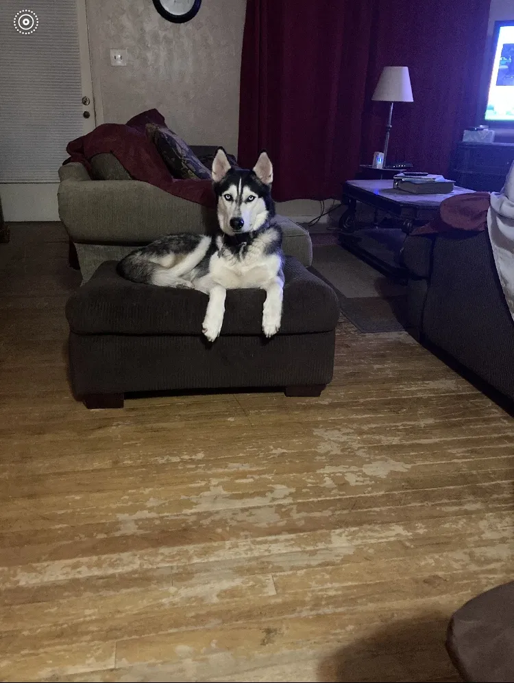 Lost dog in Odessa, TX, 79761