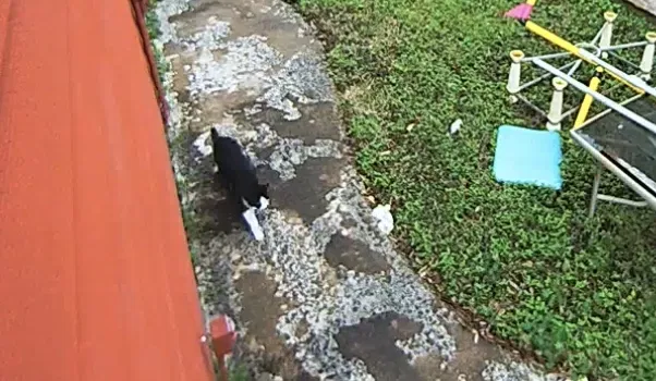 Lost cat in Missouri City, TX, 77459