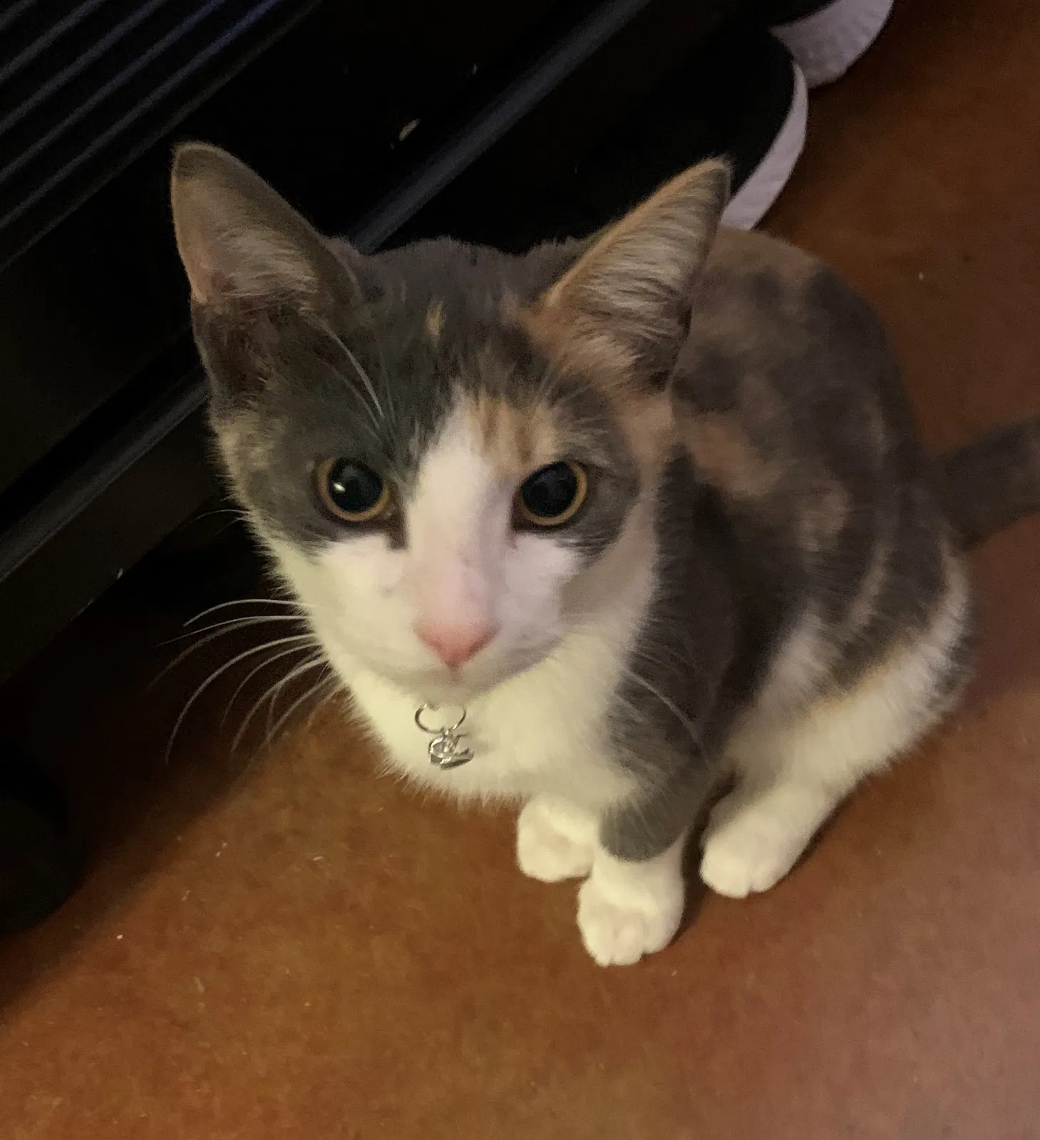 Lost cat in Austin, TX, 78702